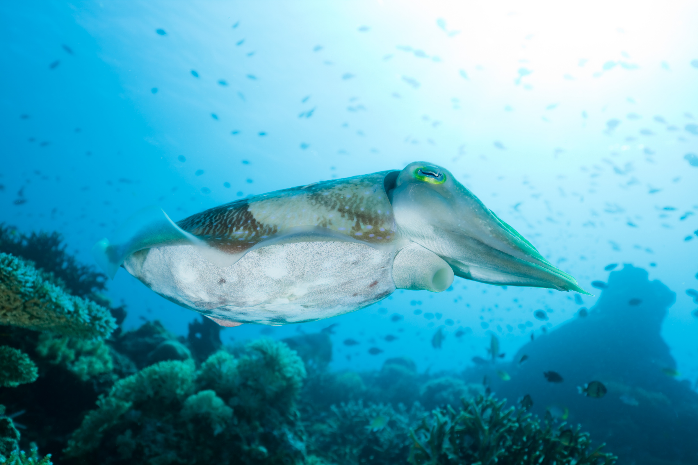 moyo island (2).webp